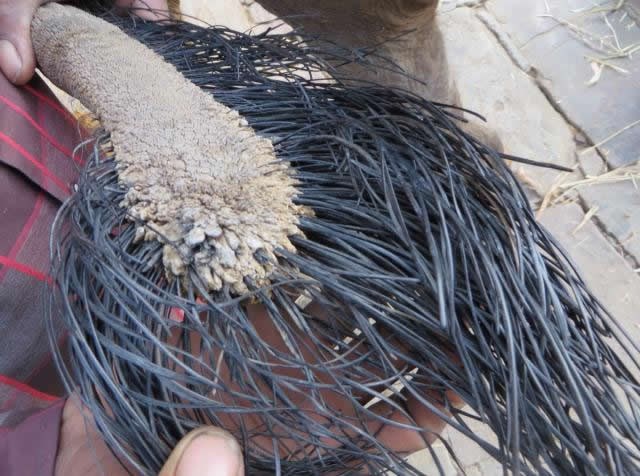 I slon ima rep, a izgleda ovako