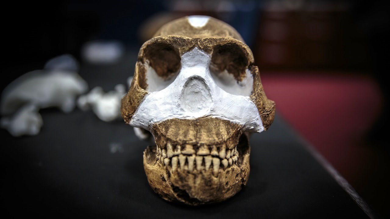 VIDEO: Upoznajte novog ljudskog pretka!