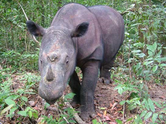 Dobro jutro, izumro je sumatranski nosorog u divljini, kako ste?