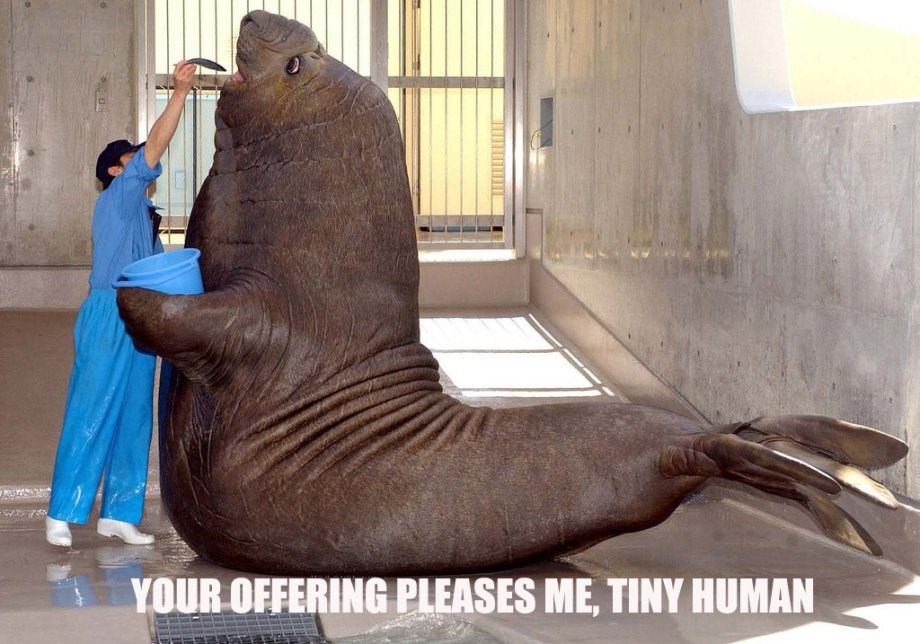 Mnogima nije jasno koliki su zapravo morževi