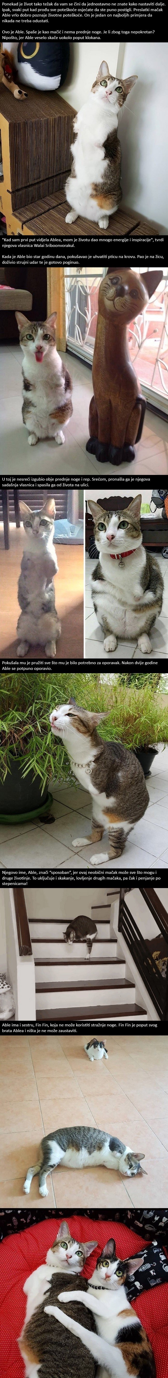 Ovo je Able, mačak bez prednjih nogu koji će doskakutati ravno do vašeg srca!