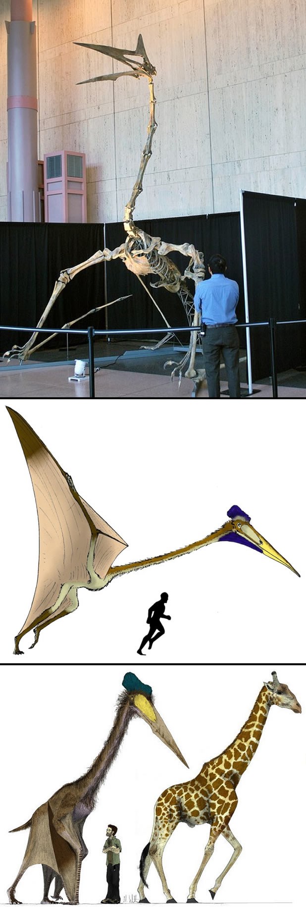 Najveće leteće stvorenje ikad - Quetzalcoatlus