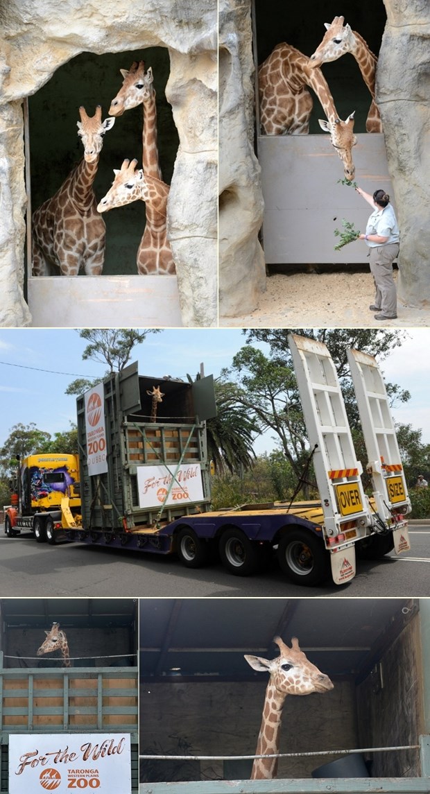 Ekipa žirafa dobila cimericu