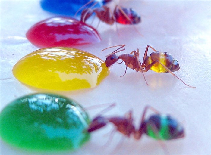 Šarenim kapljicama mrave "obojili" iznutra