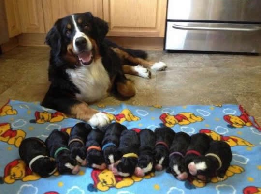 Ponosna mama čuva svoje peseke