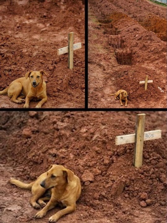 Vjerni pas danima čuva grob svoje vlasnice