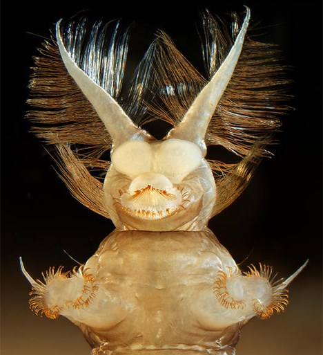 Ovo nije mitsko čudovište, samo malena ličinka muhe