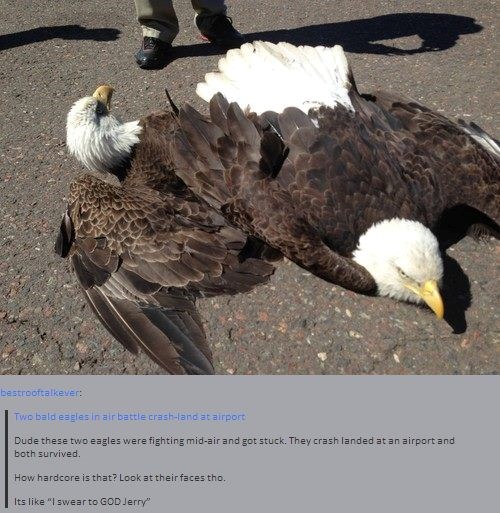 Najšeprtljaviji orlovi na svijetu