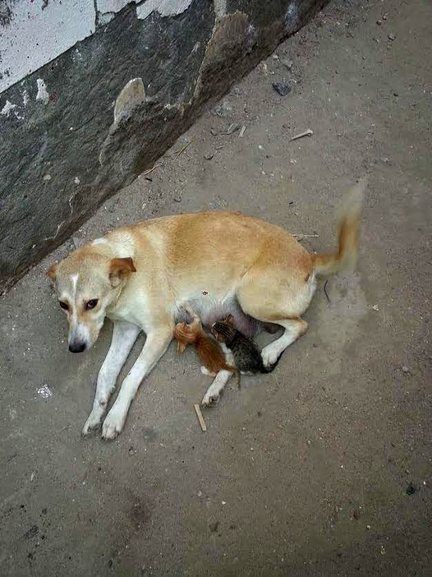 Miceki ostali bez mame, posvojila ih velikodušna kujica