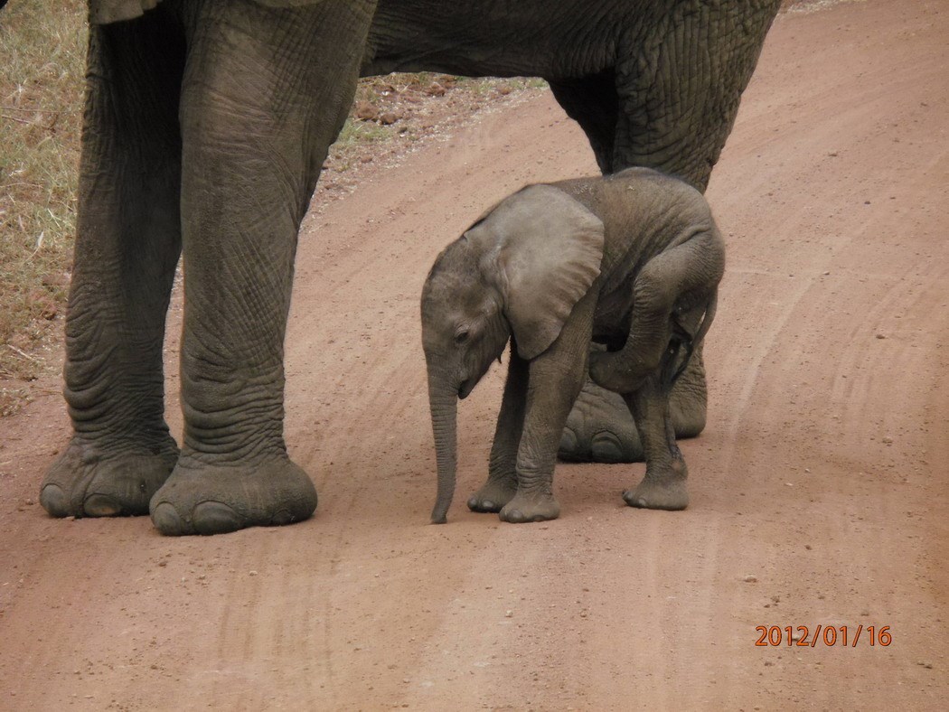 Mama, kako ono "Gangnam style", koja noga?