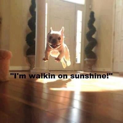 Psima malo za sreću treba