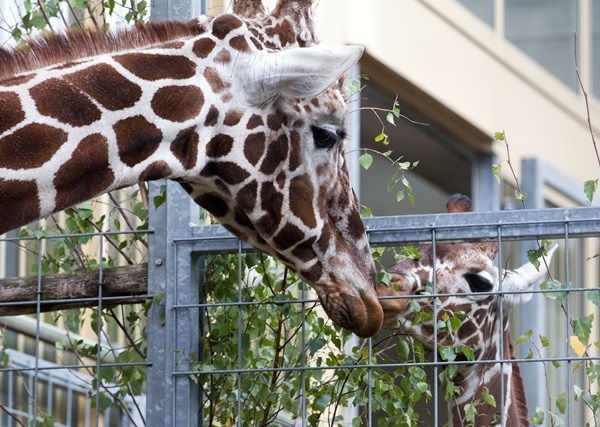 Edgar i Manja kao Romeo i Julia - puse žirafa preko ograde