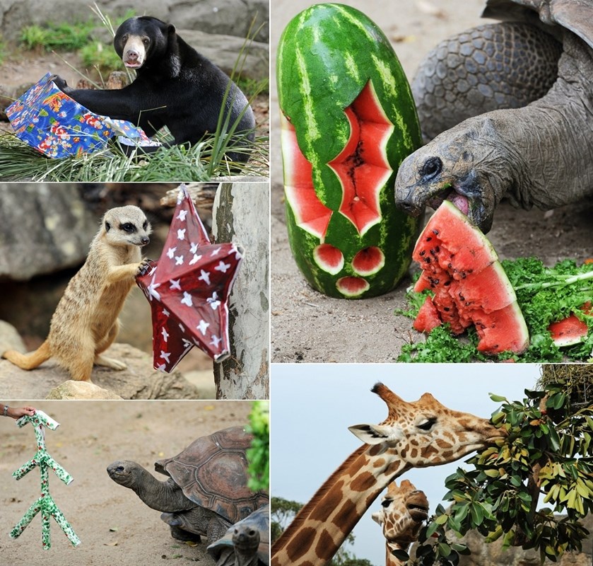 Životinje iz australskog ZOO-a bile dobre pa dobile poklone