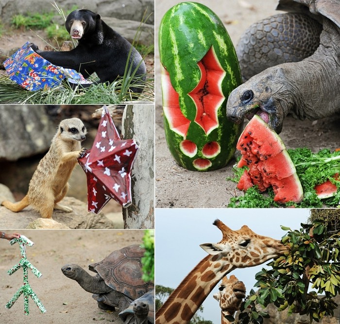 Životinje iz australskog ZOO-a bile dobre pa dobile poklone