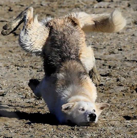 Nisu ni psi uvijek najspretniji