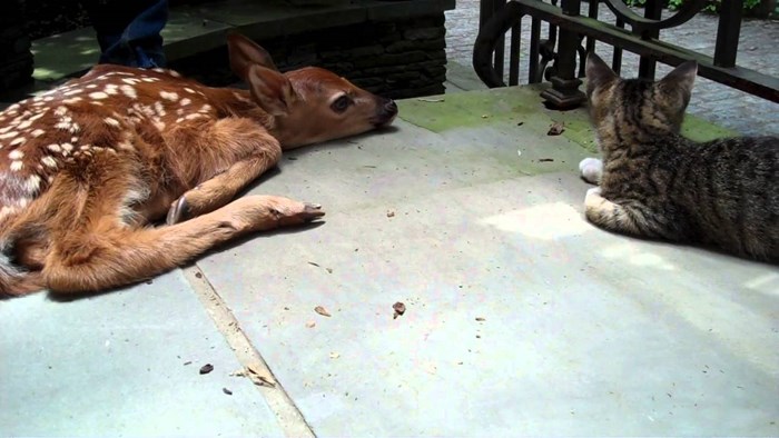 Radoznalo mače upoznaje svog novog prijatelja "Bambija"