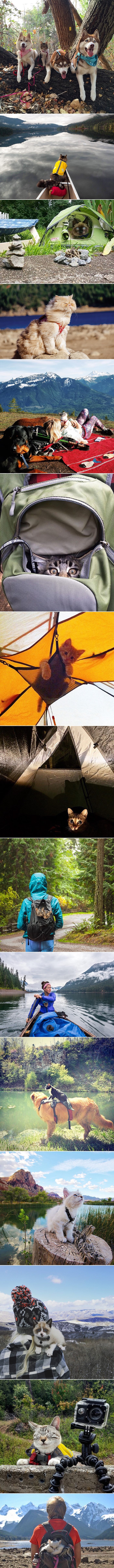 NOVI TREND: Ljudi masovno planinare i kampiraju s - mačkama!