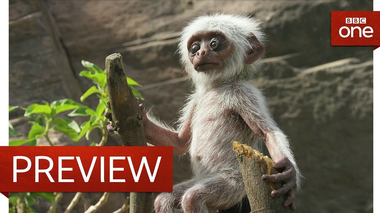 Video koji je rastužio cijeli svijet - majmuni oplakali tijelo "lažnog" člana zajednice