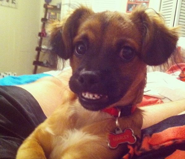 Nespretni zubati osmijeh za osobnu