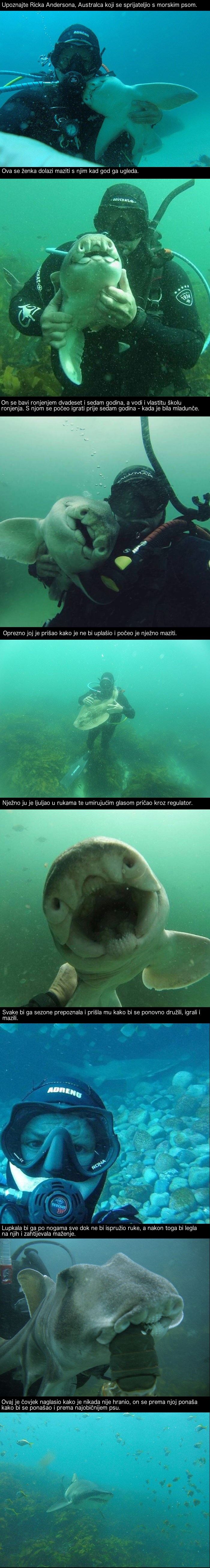 Nevjerojatno prijateljstvo između čovjeka i morskog psa koje traje sedam godina