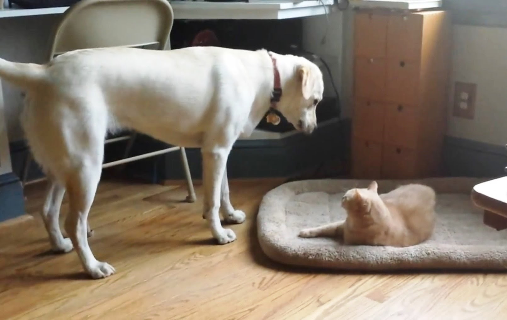 VIDEO: Mace psima zauzele krevete i ne daju se otjerati