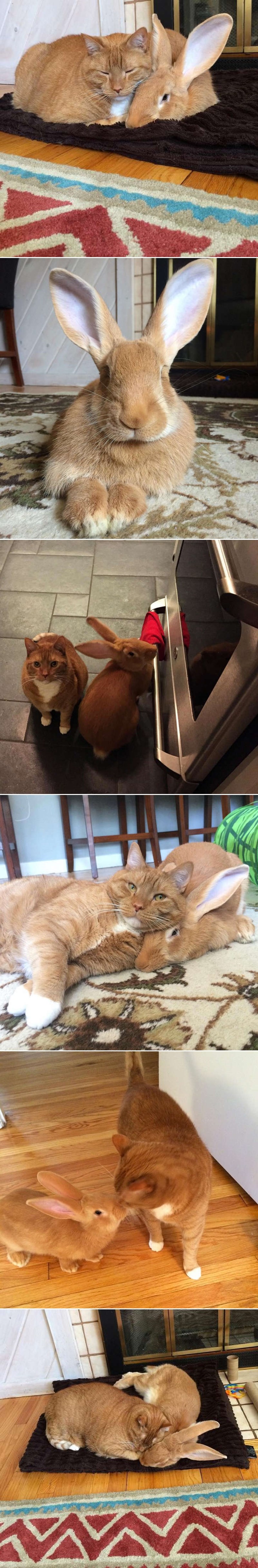 GALERIJA: Divovski zec i mačak - vrsta nije važna, nerazdvojni su kao blizanci