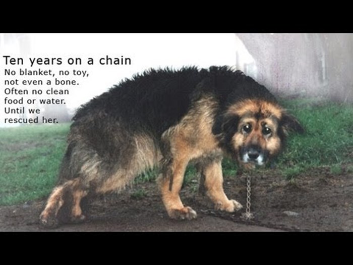 Priča o psu koji je proveo 10 godina na lancu u prljavštini i na hladnoći