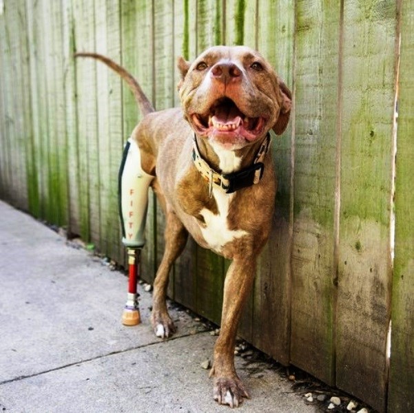 Sretan usprkos gubitku dvije noge: Pas koji ne odustaje