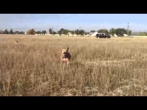 Pit bullica Lucy ima neobičan talent koji je spasio stotine života