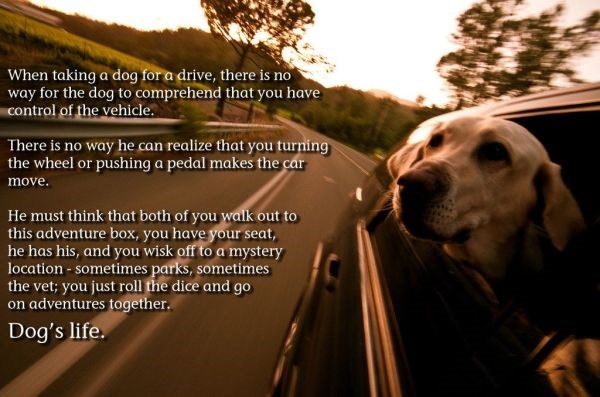 Pas - prijatelj koji te prati u svaku životnu avanturu