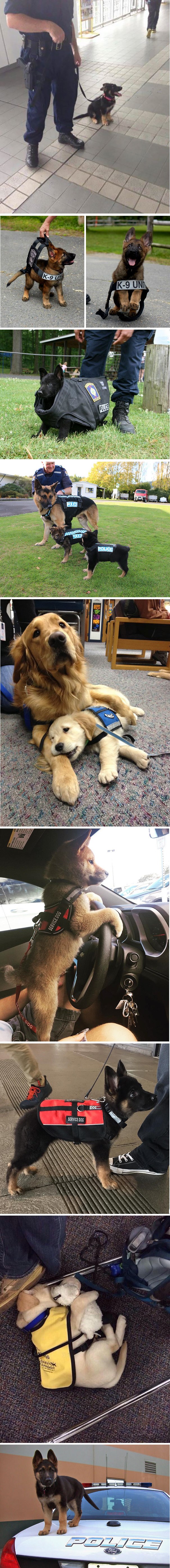 Ovim psićima je prvi dan posla i to ne može biti slađe