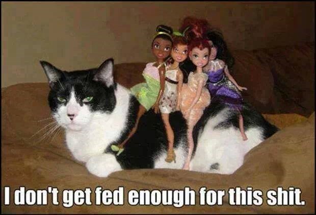 Mačka polako na rubu tolerancije