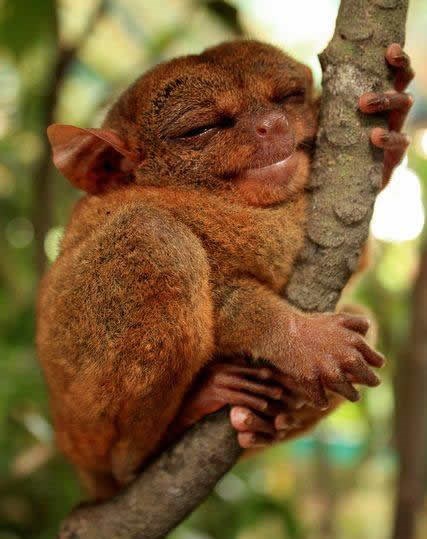 Kad ste zadnji put ovako zadovoljno spavali?