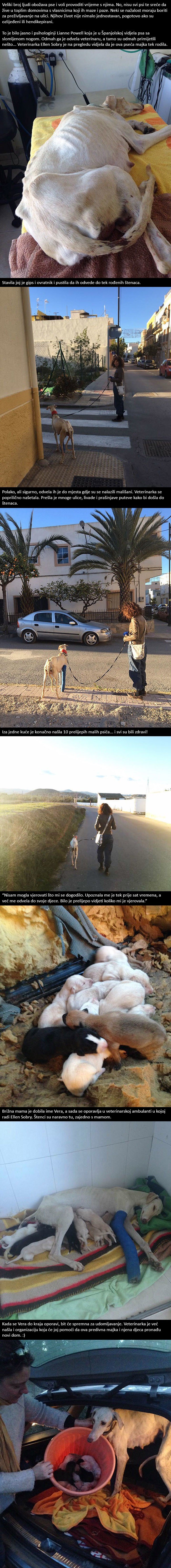 Pas sa slomljenom nogom je s veterinarkom hodao 3 kilometra i imao je jako dobar razlog!