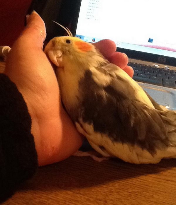 Gazda, drž' me, opala bum, pak sam se naroljala..