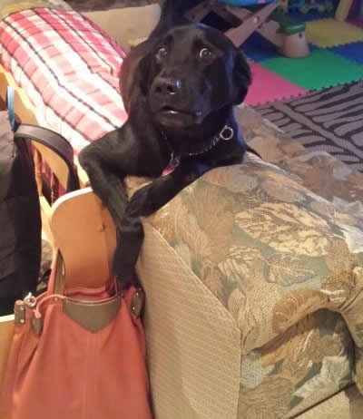 Pas uhvaćen u drskom pljačkanju torbice