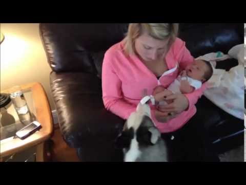 BEBIN PRVI PRIJATELJ: Radoznali haski je jedva dočekao upoznavanje s novim članom obitelji!