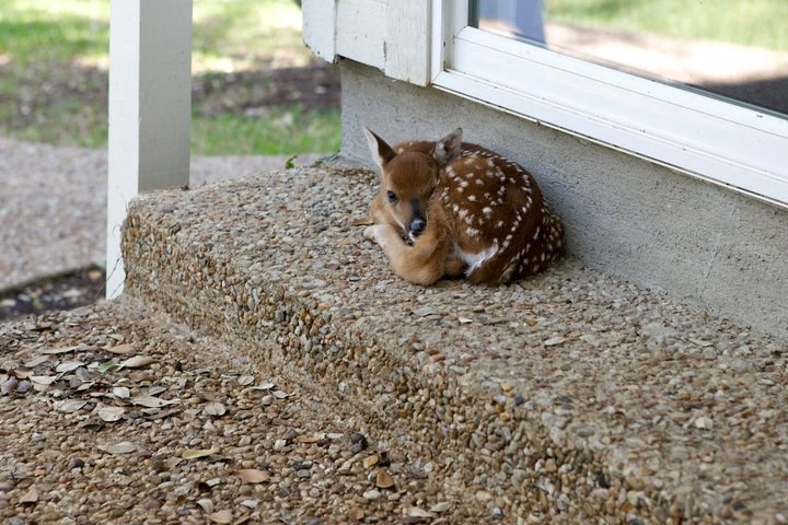 Usamljeni Bambi treba tvoj zagrljaj