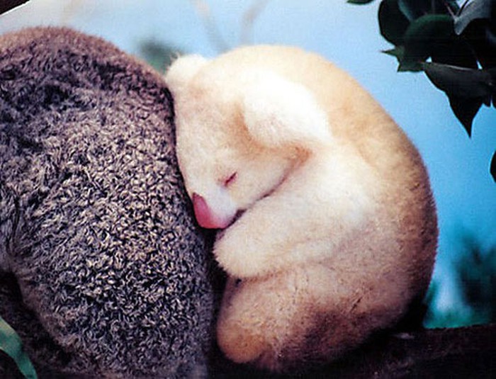 Albino koalica spava uz mamu