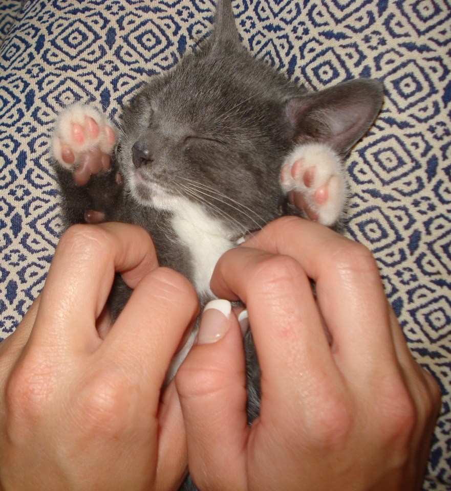 Tooooo, to to, tu češkati, mjauuu!