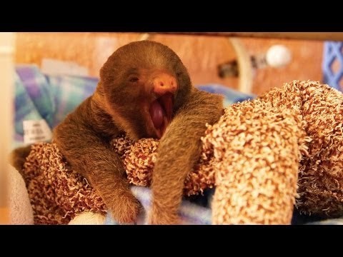 Beba ljenivac ne može prestati zijevati