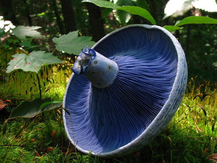 Otkačena "sombrero" gljiva
