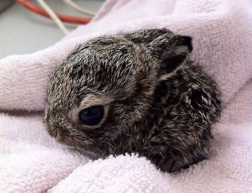 Ljuti zeko nakon kupanja