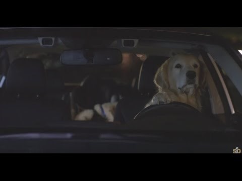 SUPER BOWL: Jedini auto "testiran na psima"