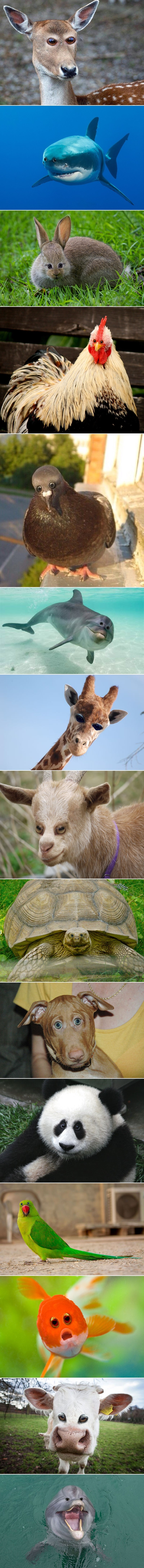 Kako bi životinje izgledale kad bi oči imale sprijeda poput ljudi?