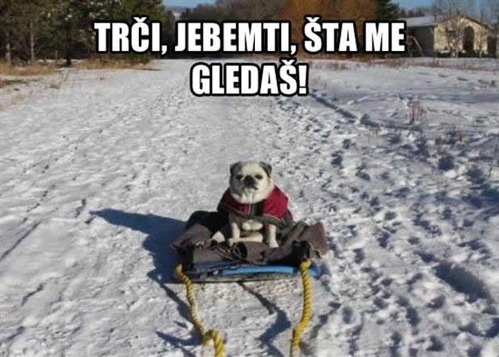 Emancipirani psi ne slušaju više tvoje glupe zapovjedi, vuci!