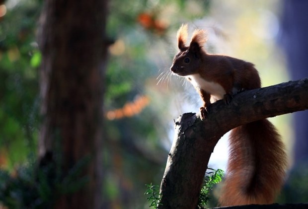 Vjeverica od ranog jutra u potrazi za hranom