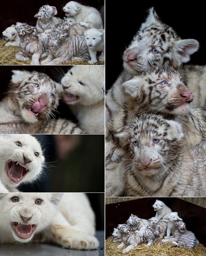 Preslatki čupavci: Bijeli lavići i tigrići