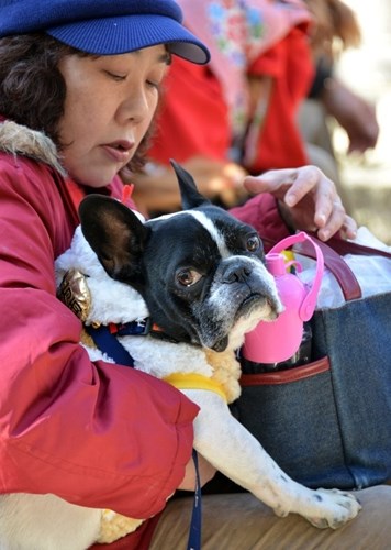 Francuski buldog očajnik: Spašavaj, vidi kako me oblači!?