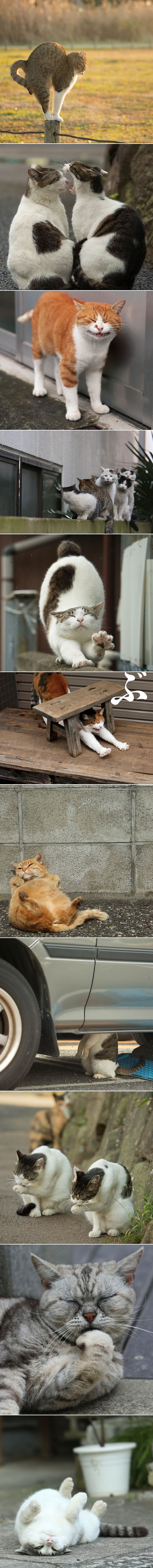 Umiljata i luckasta lica uličnih maca Tokija